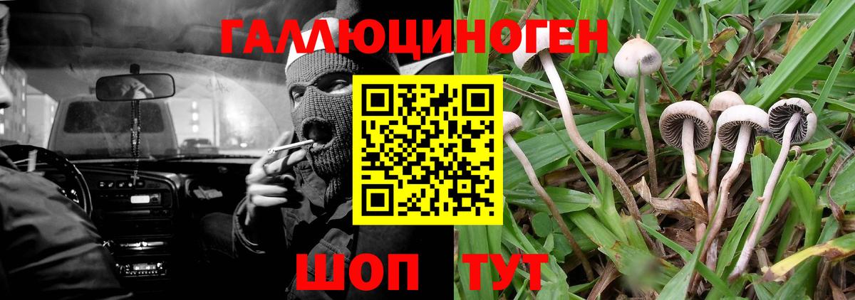 Майкоп  Псилоцибиновые грибы Psilocybine cubensis  купить наркотик  Вход с VPN 